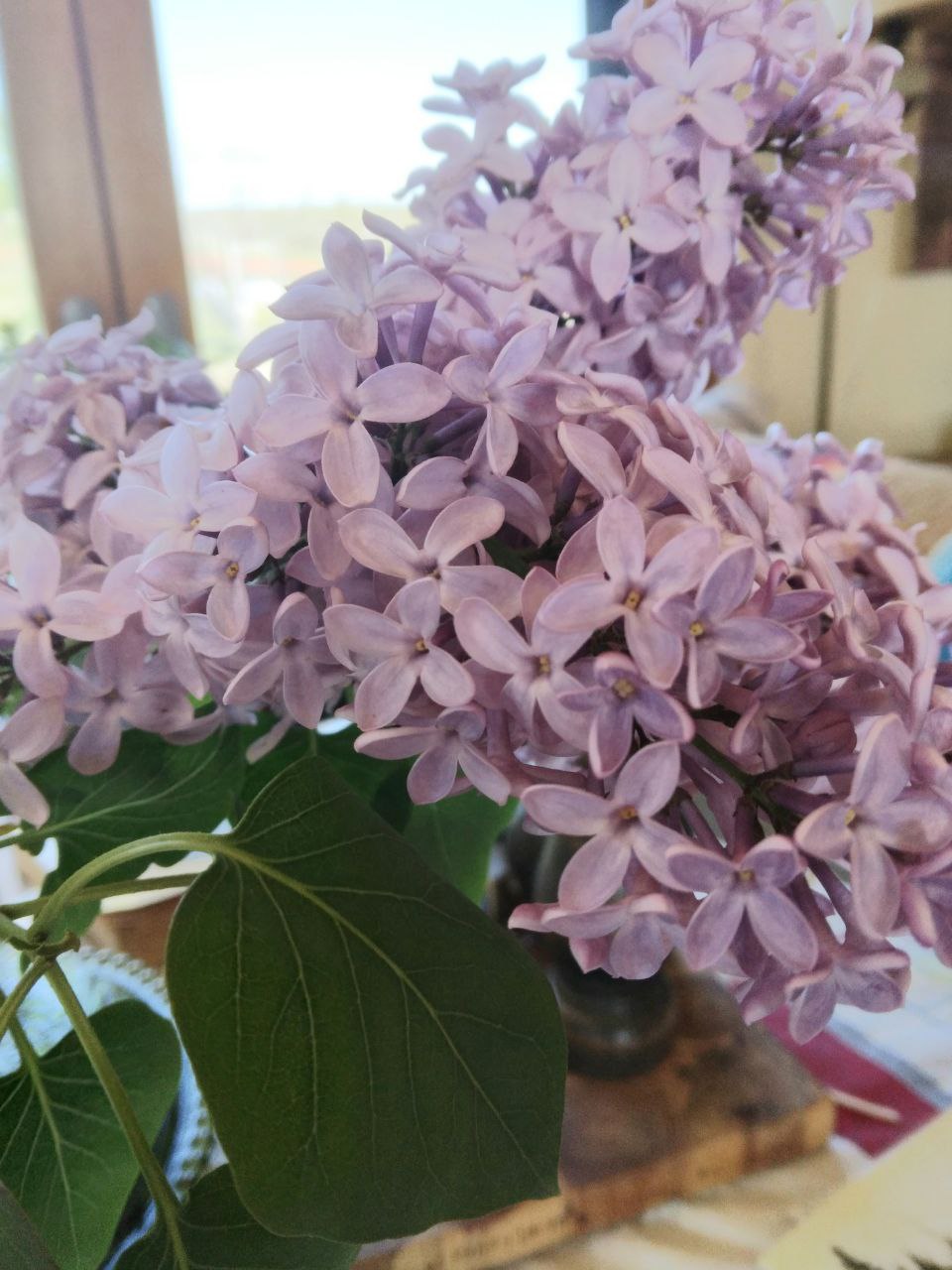 lilacs