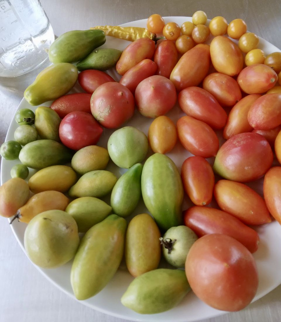 ripening tomatoes