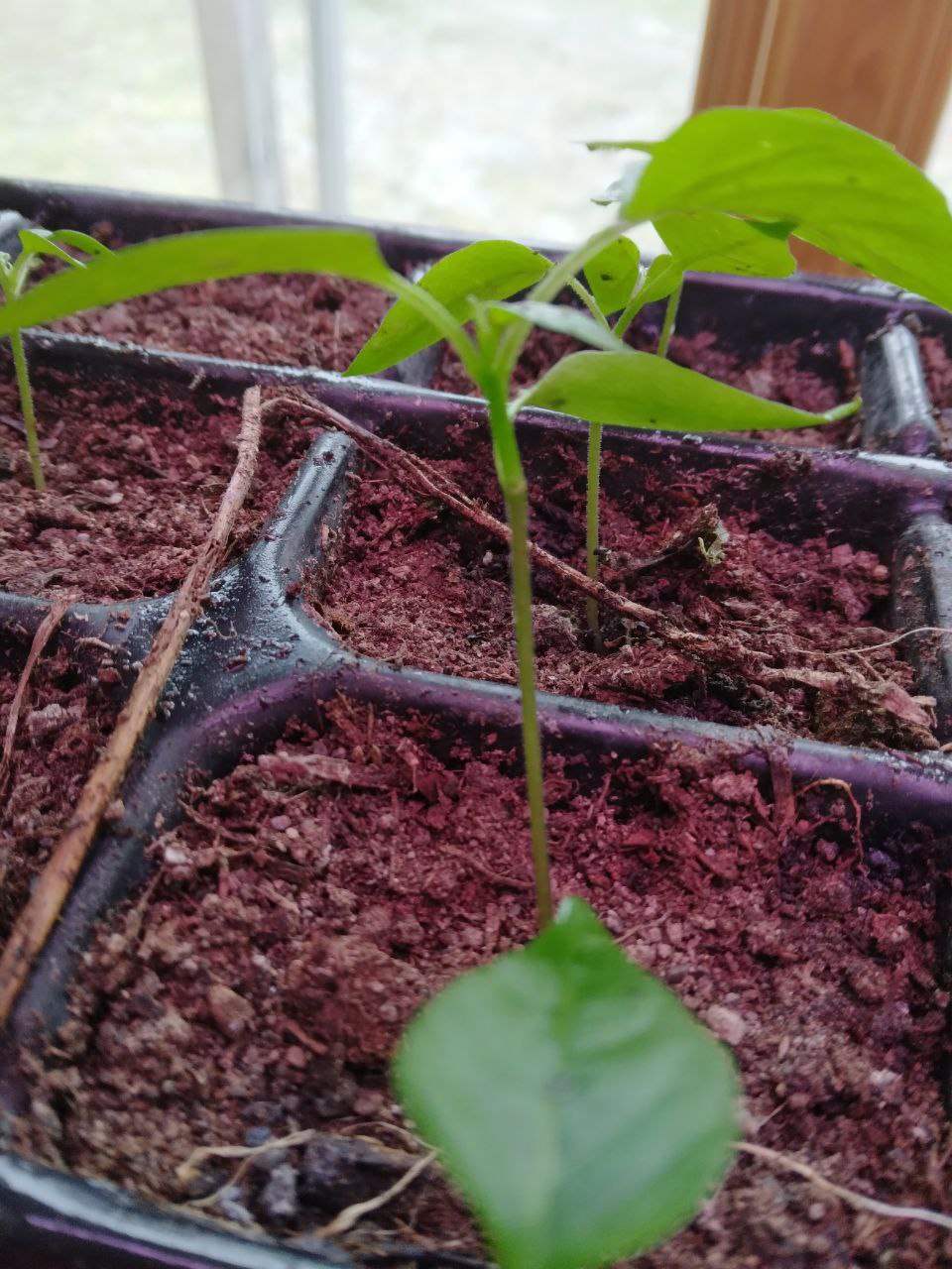 Pepper plant after aphids washed off