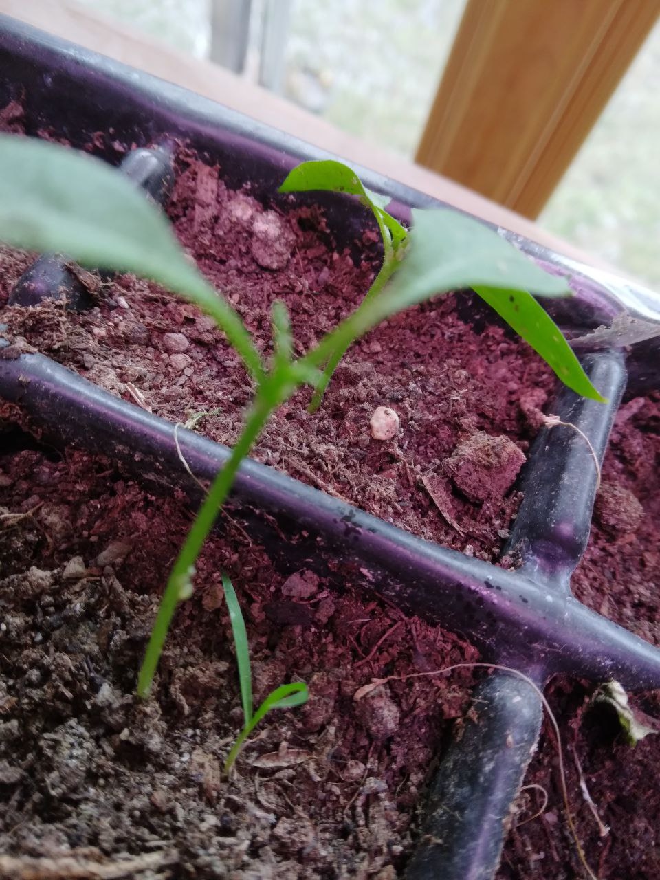 aphid nymph on pepper plant