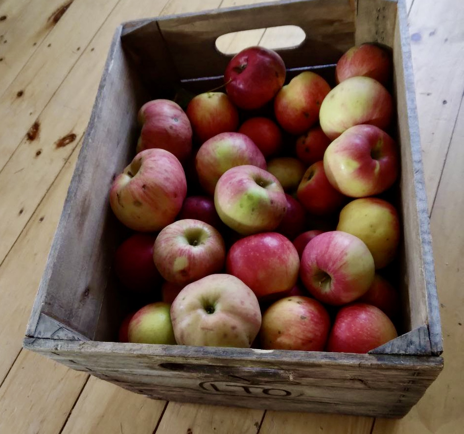 apples in bushel box