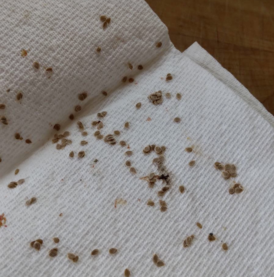 drying tomato seeds