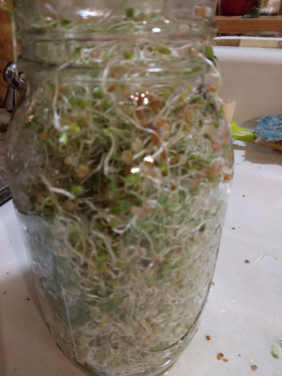 finished sprouts