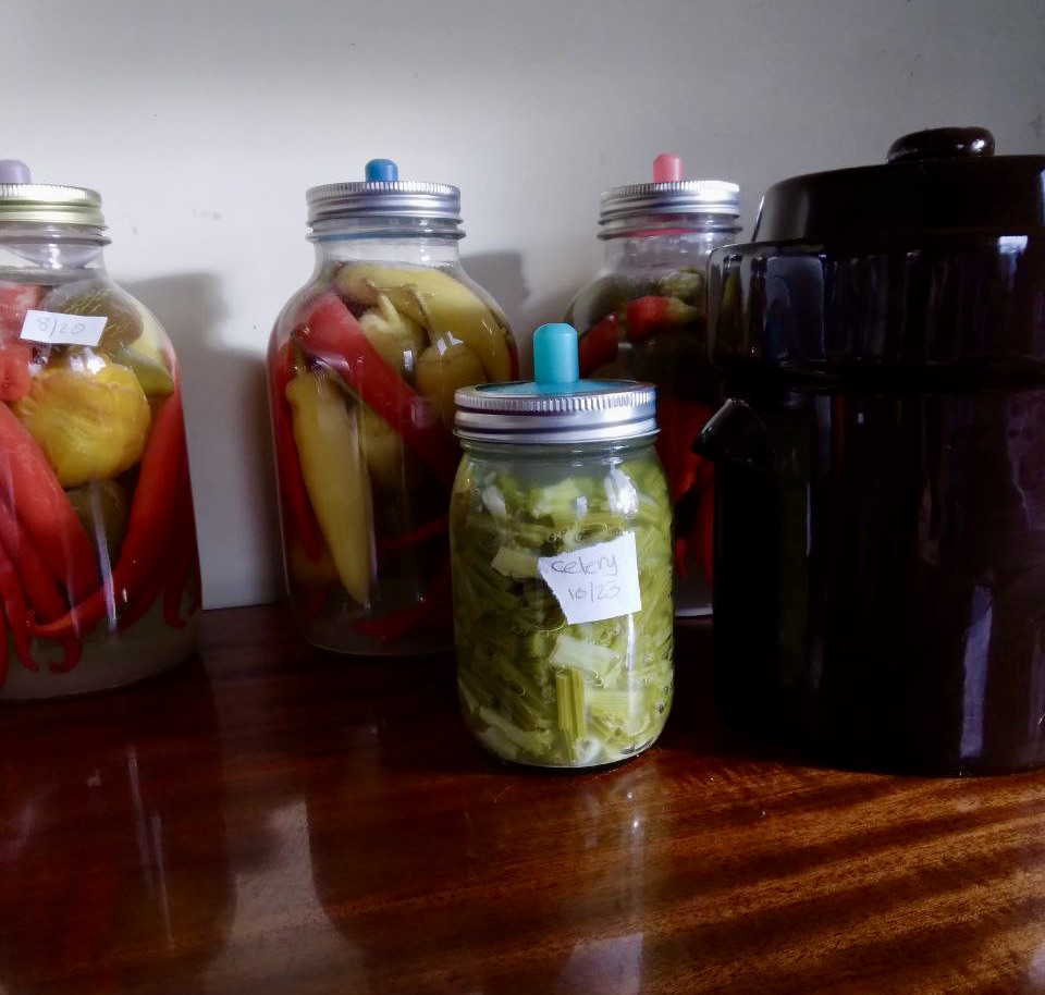 fermenting hot peppers