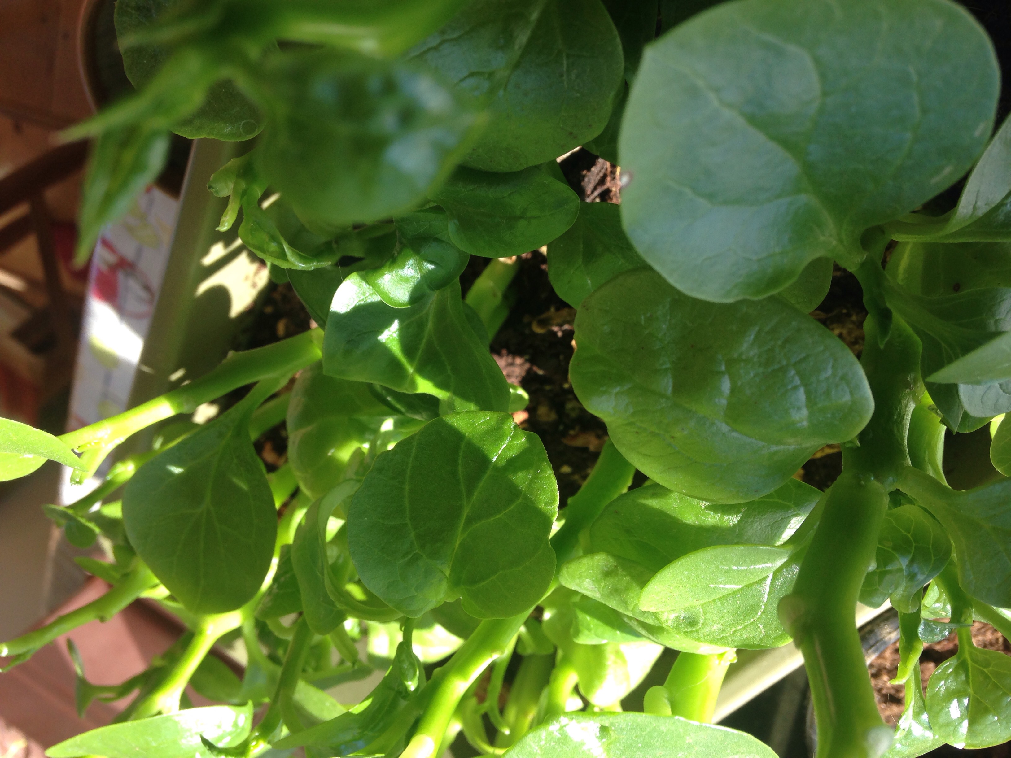 Start an indoor garden of micro greens, do germination tests and sprout seeds to plant outdoors. I keep Waterless Hand Soap nearby when gardening, so my hands are always clean.