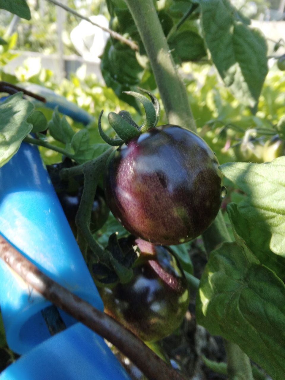 tomato black strawberry