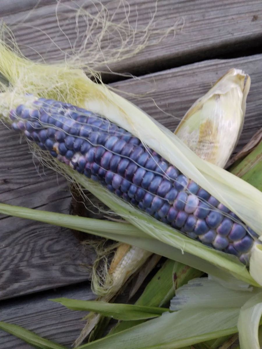 turquoise corn